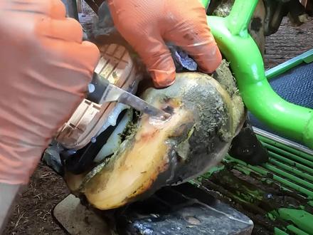 上来就是两层脚垫,这次连小哥都被难住了#解压 #修牛蹄