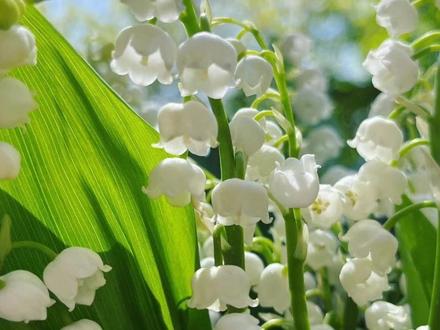 铃兰花虽然很美但它全身都有毒#铃兰花 #植物科普 #花卉绿植 #科普 #植物