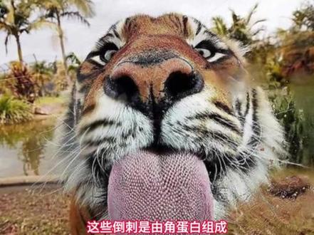 老虎舌头的秘密:人被老虎舔一口真的会掉一层皮吗?