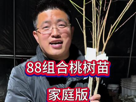 #桃树苗 #桃树苗育苗基地 #桃树苗新品种#家养绿植避坑指南