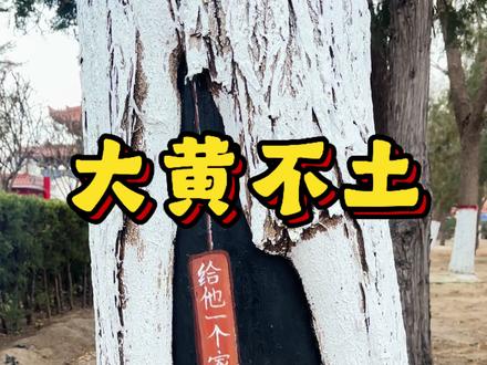 穿越时光的爱,活着的温柔与忠诚!#狗 #中华田园犬 #街头艺人 #传播正能量 #治愈