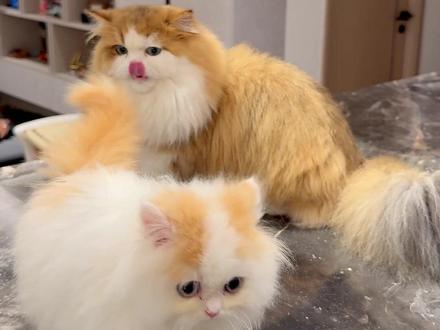 当隔离了2个月的父子喵第一次见面#chipi猫咪 #抖in萌宠计划 #流浪猫 #动物的迷惑行为 #梅西的猫 @阿夫Ashraf