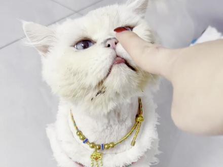 小小的脑袋怎么会有那么多想法。#养宠那些事儿 #猫咪的迷惑行为 #金吉拉猫 #自己爬楼的猫咪 #捡猫后续来了