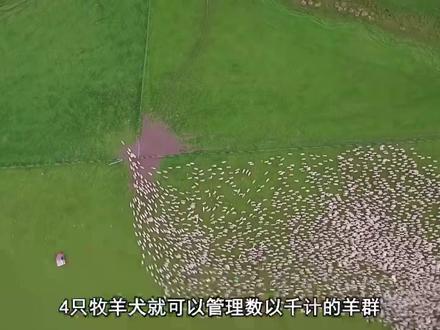 牧羊犬从出生开始就要上班 #大白熊 #蒙古獒