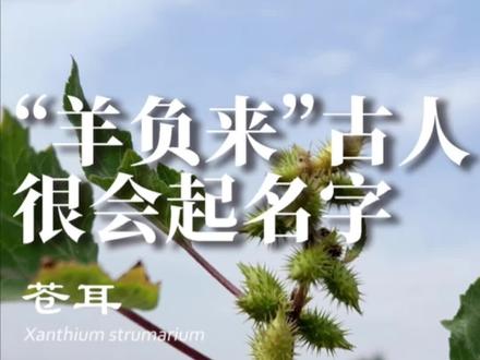 苍耳,小时候很常见的植物,古人叫它羊负来,很有意思吧@抖音青少年 @DOU+小助手 #植物 #植物科普 #苍耳 #苍耳子