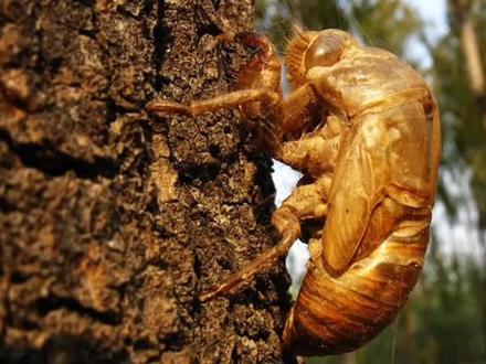 蝉蜕是一味中药你可知道?它又有哪些功效?