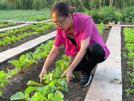 #来抖音学农技 萝卜种植小技巧,赶紧种子来吧!#一平米田园梦 #萝卜