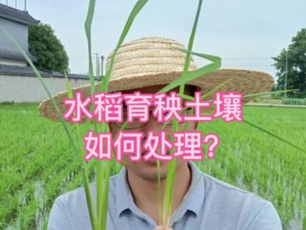 水稻种植技术#水稻 #水稻种植 #农业技术 #农业 #抖音助农扶农