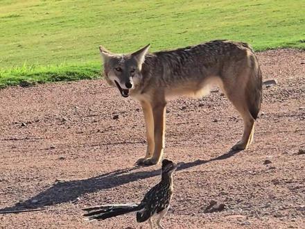 奔跑速度最快的会飞鸟类-走鹃 #鸟类 #走鹃 #郊狼