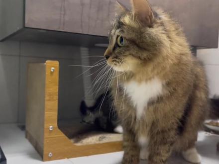 小猫的头卡在马桶里了,主人怒拆马桶,终于得救了。 #猫咪的迷惑行为 #家有傻猫 #狸花猫 #小奶猫