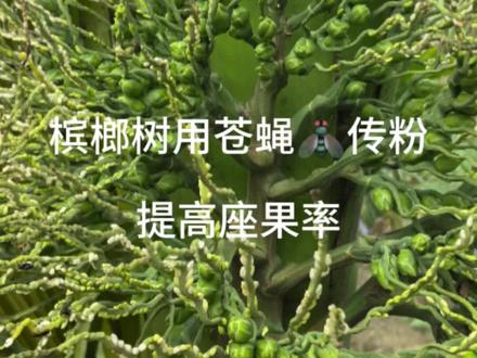 充足的有机物质的补充加上花粉传播的媒介,槟榔的授粉座果更稳定#槟榔 #槟榔种植 #生物活力