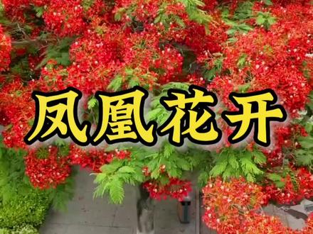 又是一年凤凰花开时!凤凰花开的路口,想起多年不见的朋友!在凤凰花开的路口,你会想起谁呢?#凤凰花开的路口 #凤凰花 #毕业季 #风景 #文化旅游