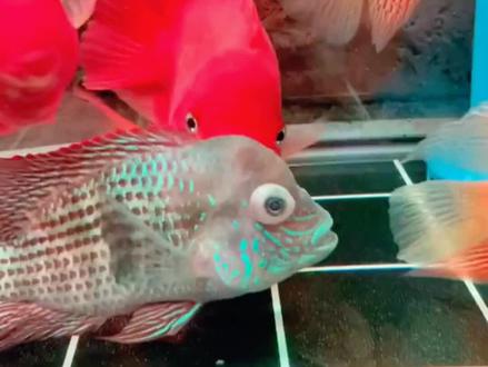 观赏鱼眼睛有一层白膜可以试试这款产品#蒙眼挑战 #观赏鱼