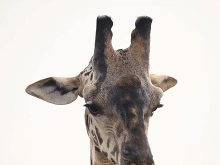 长颈鹿,是一种生长在非洲的反刍偶蹄动物,拉丁文名字的意思是“长着豹纹的骆驼”。它们是世界上现存最高的陆生动物。站立时由头至脚可达6-8米,体重约700千克。长颈鹿的血压大约是成年人的3倍,只有这样,心脏才能把血液输送到“很远”的大脑。#大自然 #野生动物 #长颈鹿 #动物保护