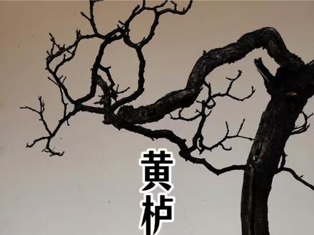 黄栌生桩种植 下山桩种植方法
#黄栌盆景 #盆景 #黄栌盆景的养殖方法 #老桩盆景 #下山桩