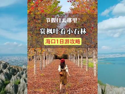 远上寒山石径斜,海口深处看石林,林场森林有枫叶,霜叶红于二月花#昆明周边游 #旅行推荐官 #周末去哪玩 #我家云南美 @DOU+小助手