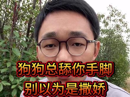 狗狗总是舔你的手脚,别以为是在撒娇,其实是在说这件事 #养狗经验分享#新手养狗#科学养狗#养狗