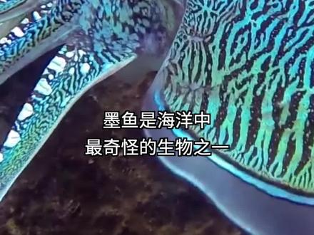 法国深海冒险捕捉世界上最聪明的鱼,它们味道怎么样?