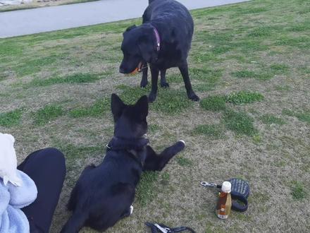 碰到一只边牧跟土狗的串串,长得好漂亮,可是小宝不喜欢跟小狗玩 #边牧 #拉布拉多 #萌宠