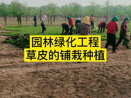 园林绿化草皮的铺栽种植#市政工程 #园林绿化 #建造师 #学浪计划 #知识创作人@DOU+小助手