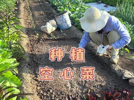 空心菜喜欢高温,多湿,充足光照。又到空心菜的种植时节 #空心菜种植时间和方法 #三农 #记录我的种植生活 #自己种的纯天然的绿色蔬菜 #学种菜