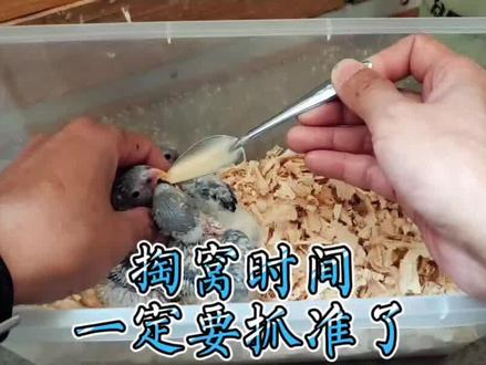 想要手养鹦鹉容易亲人,掏窝的时间工抓紧了 #我要做爆款 #手养鹦鹉 #牡丹鹦鹉