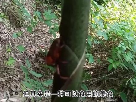 儿时的玩具竹子的杀手,如今摇身一变百元一斤,竹象虫有何价值? #竹象虫 #笋子虫 #竹象虫养殖 #动物