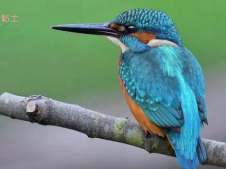 用粘土做一只翠鸟,简单又好看【动物超轻粘土教程 #翠鸟 #粘土教程 #手工 #玩具 #动物 #鸟 #幼儿园手工