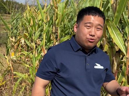 出籽率非常高的一个品种 --迪卡C7637!它棒大棒匀👍 #农业 #2026新农人计划 #三农 #高产玉米种子