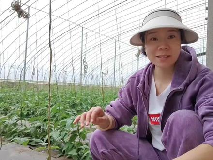 茶麸的4大用途,是天然的有机肥、杀虫剂,清洁剂,农药助剂#三农 #乡村守护人