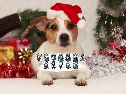 杰克罗素梗也太像小土狗了,而且还是狗中小钢炮#杰克罗素梗 #杰克罗素梗 #养狗小知识 #小土狗