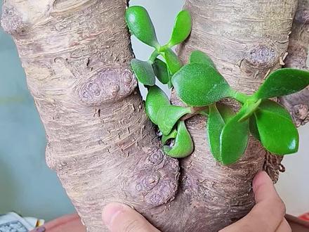 要想玉树开花,一定要多晒太阳#玉树 #玉树开花 #玉树老桩