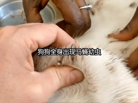 狗狗全身出现马蝇幼虫 虫#宠物知识 #动物 #动物解说 #解压视频 #解压