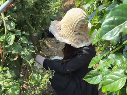 我种了一些不一样的番茄,五颜六色各种形状🍅一期视频记录从播种到管理枝条、施肥再到收获!#番茄种植 #番茄 #偶然的田园日记 #03年女生回村种地 #我的乡村生活