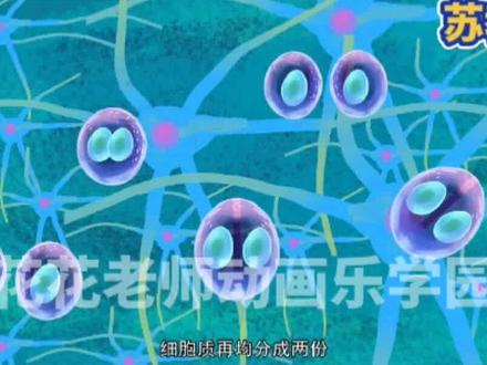 看趣味动画,学七年级上册生物知识点,细胞的分裂与分化#初中生物 #小四门 #小升初 #暑假学习 #每天学习一点点