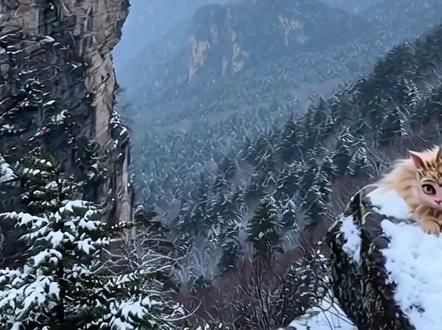 有家人知道这是什么的吗?后边的大黑龙为啥追我? #斗罗大陆#绝世唐门#绝世唐门霍雨浩#三眼金猊#凡人修仙传