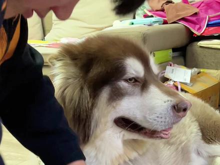 耿壮壮在东北之遛狗准备 之出一趟门有多费劲!#阿拉斯加