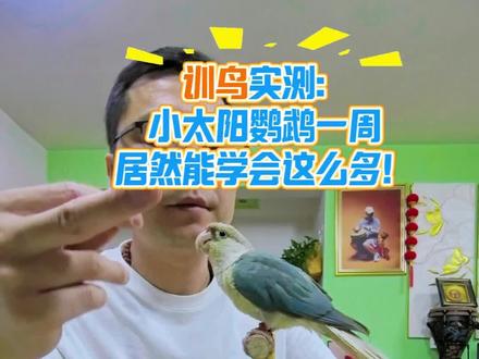 训鸟实测:小太阳鹦鹉一周居然能学会这么多! #鹦鹉训练 #新手养鹦鹉 #鹦鹉各种技巧训练分享 #手养鹦鹉#小太阳鹦鹉