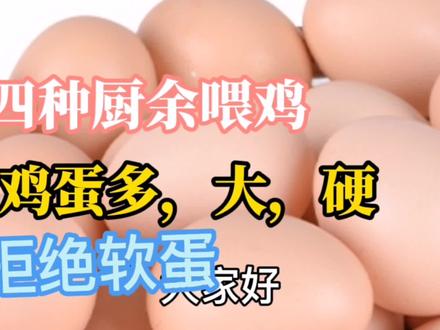 拒绝软蛋,这四种厨余喂鸡,鸡下蛋多,蛋清稠,蛋黄香,蛋大壳硬