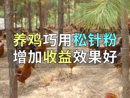 你知道松针的妙用吗?