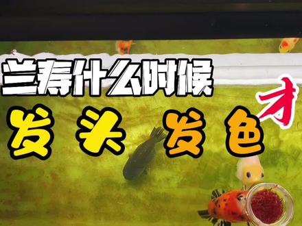 兰寿正常生长周期是两年,什么时候长身、发色、发头都要遵守规律