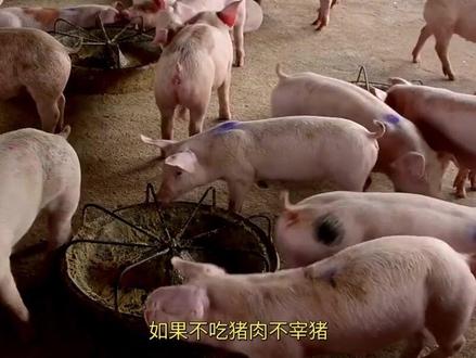 如果不吃猪肉不宰猪,一直养着猪,猪能活多久呢,为什么