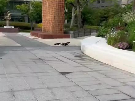 感谢大家多点点关注点点赞 #救助动物#爱动物#好人一生平安