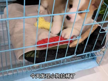 养狗日记📔第四天
狗狗感冒了😷#记录宠物的日常生活 #柯基宝宝 #柯基宝宝成长记