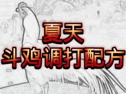 持续分享斗鸡训练,以及斗鸡鉴定,斗鸡饲养,斗鸡调打。 #高质量斗鸡 #斗鸡文化 #热门#斗鸡爱好者 #养鸡技术