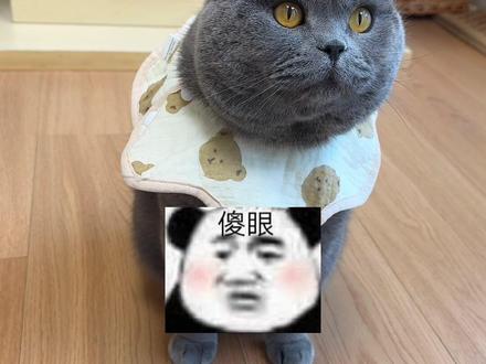 汤圆萝卜纸巾测试 #宠物期末考试 #晒出你的猫凝时刻 #万物可爱计划