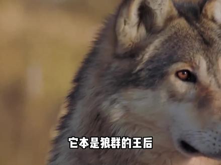 孤狼带有身孕离开狼群,胡兀鹫千里追随,只为吞食大骨头 #孤狼 #狼妈妈 #纪录片解说 #胡兀鹫