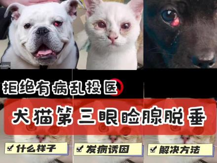 还以为眼睑发炎了?不认识犬猫第三眼睑脱垂是啥?看完之后我想你就知道如何处理了。#科学养宠攻略 #第三眼睑增生#宠物知识 #养猫经验分享