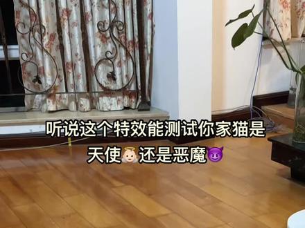 果然是麻麻的小天使捏🧚🏻#萌宠 #猫咪 #天使小猫 #小咪会赶走你一天的疲惫 #小猫咪是看不腻的