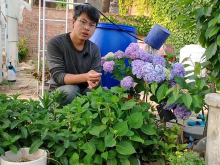 绣球花一晒就蔫?其实绣球不怕晒,其中的原理很简单